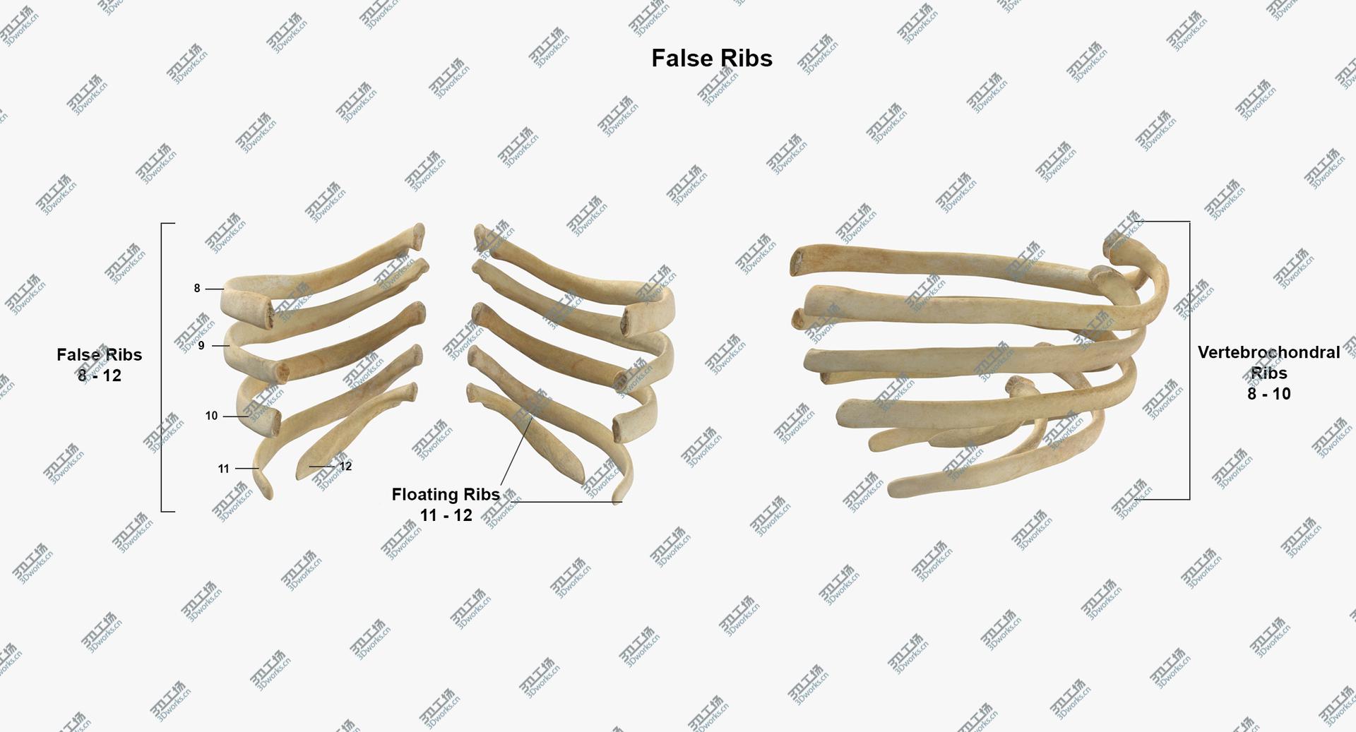 images/goods_img/202104021/3D Real Human Rib Thoracic Cage Anatomy 01/5.jpg